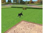 Dogz 2007