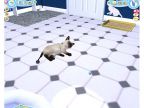 Catz 2007
